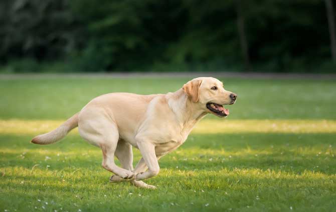 Pet Friendly Διαμονή